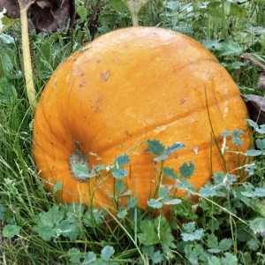 Pumpkin soup - pumpkin