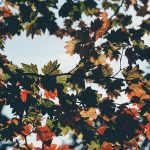 Keep the joy in your business - autumn leaves